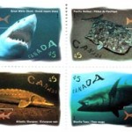 Stamps (left to right): 45¢ Great White Shark, 30 May 1997; 45¢ Pacific Halibut, 30 May 1997; 45¢ Atlantic Sturgeon, 30 May 1997; 45¢ Bluefin Tuna, 30 May 1997 Stamps (left to right): 45¢ Great White Shark, 30 May 1997; 45¢ Pacific Halibut, 30 May 1997; 45¢ Atlantic Sturgeon, 30 May 1997; 45¢ Bluefin Tuna, 30 May 1997